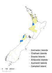 Asplenium cimmeriorum distribution map based on databased records at AK, CHR, OTA & WELT.
 Image: K. Boardman © Landcare Research 2017 CC BY 3.0 NZ